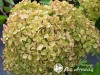 Hortenzija šluotelinė ,Romantic Ace' (lot. Hydrangea paniculata)